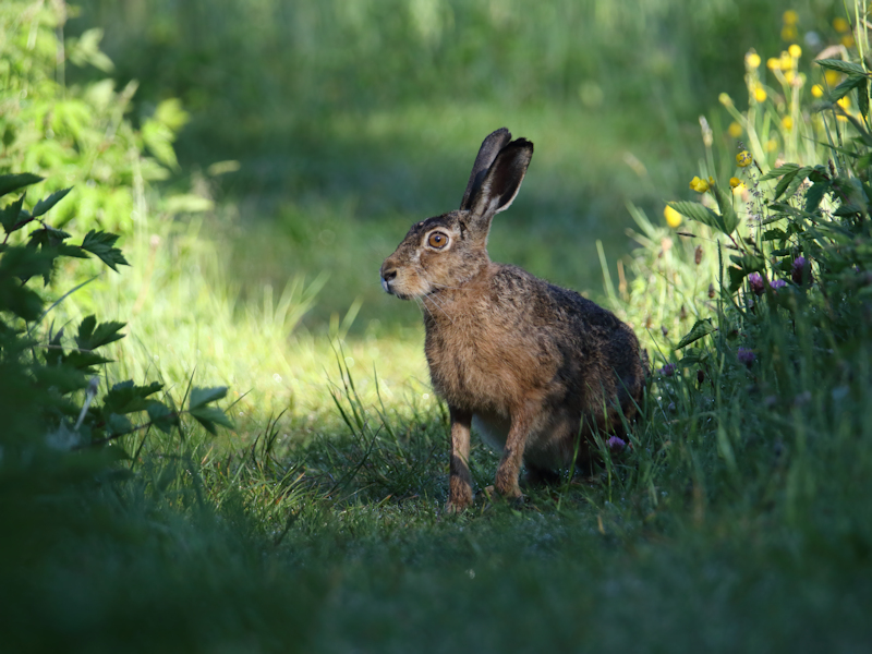 Zoogdieren